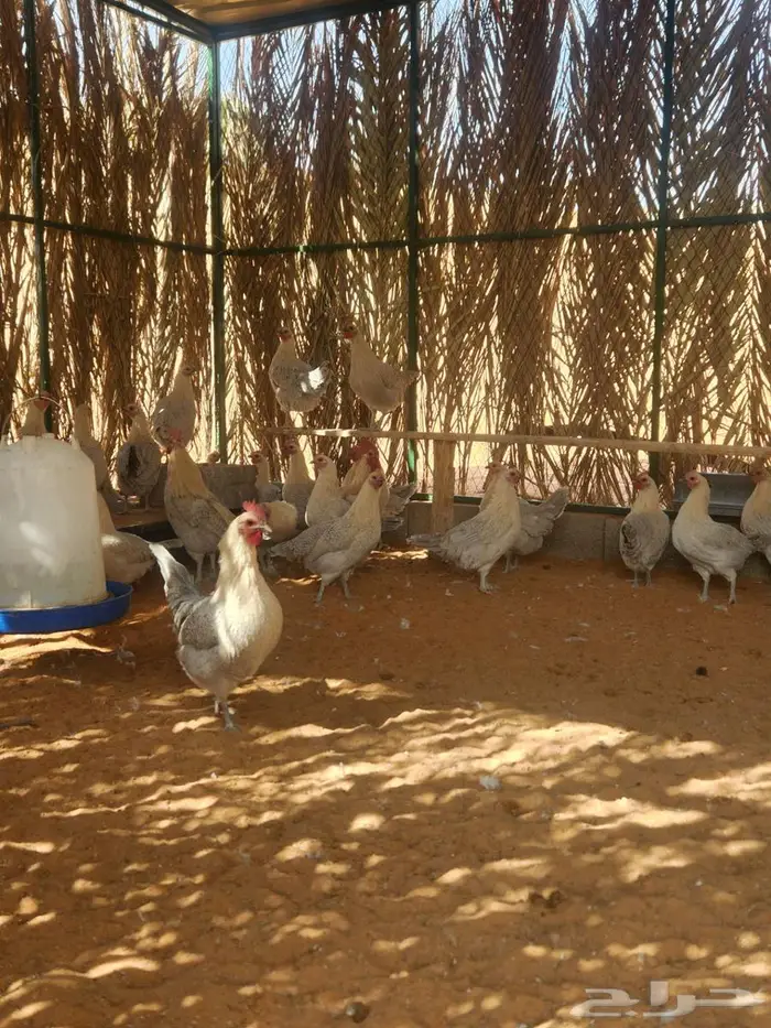 دجاج فيومي قولد بياض 3