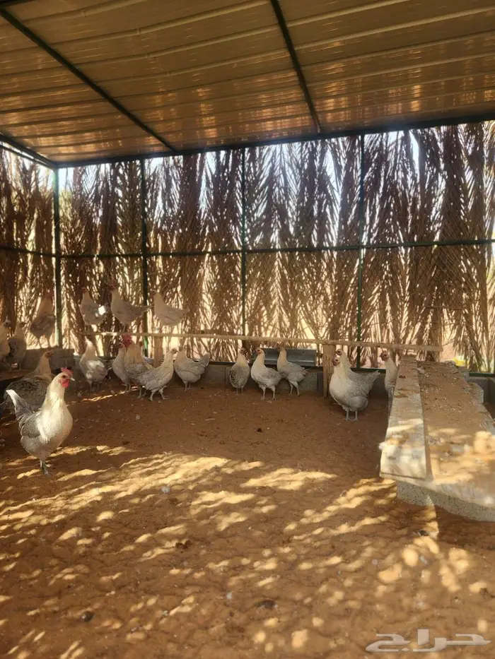 دجاج فيومي قولد بياض 4