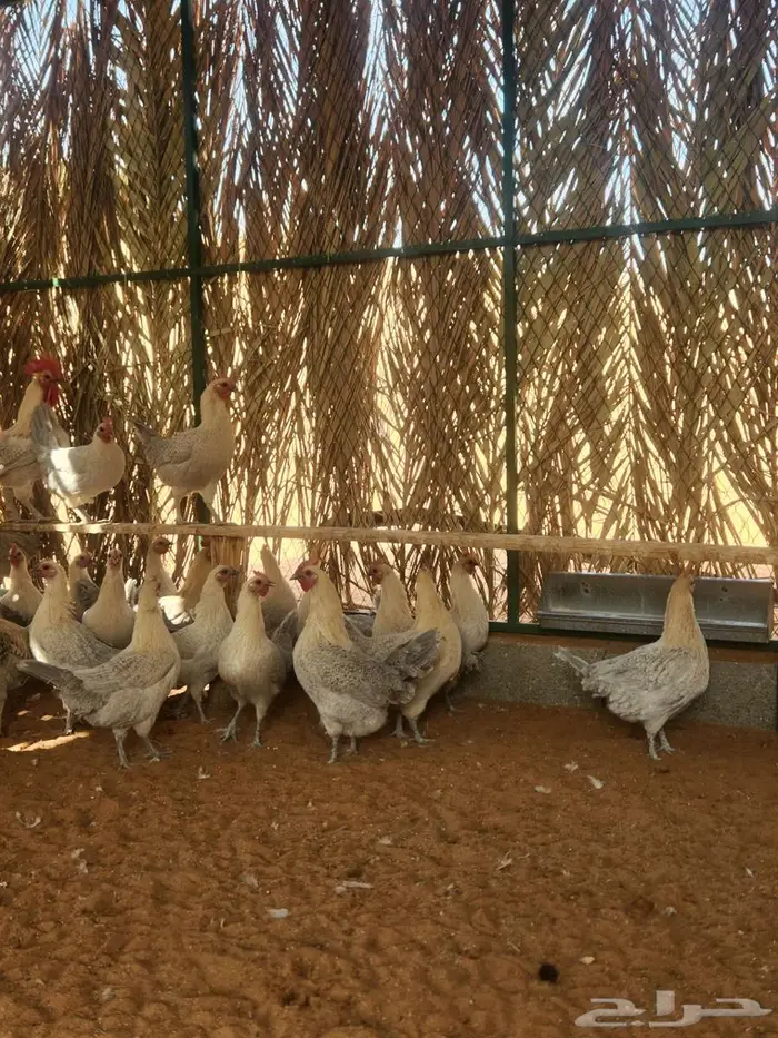 دجاج فيومي قولد بياض 2