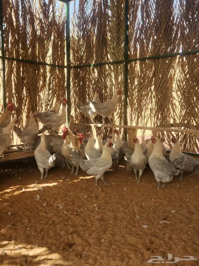 دجاج فيومي قولد بياض 6