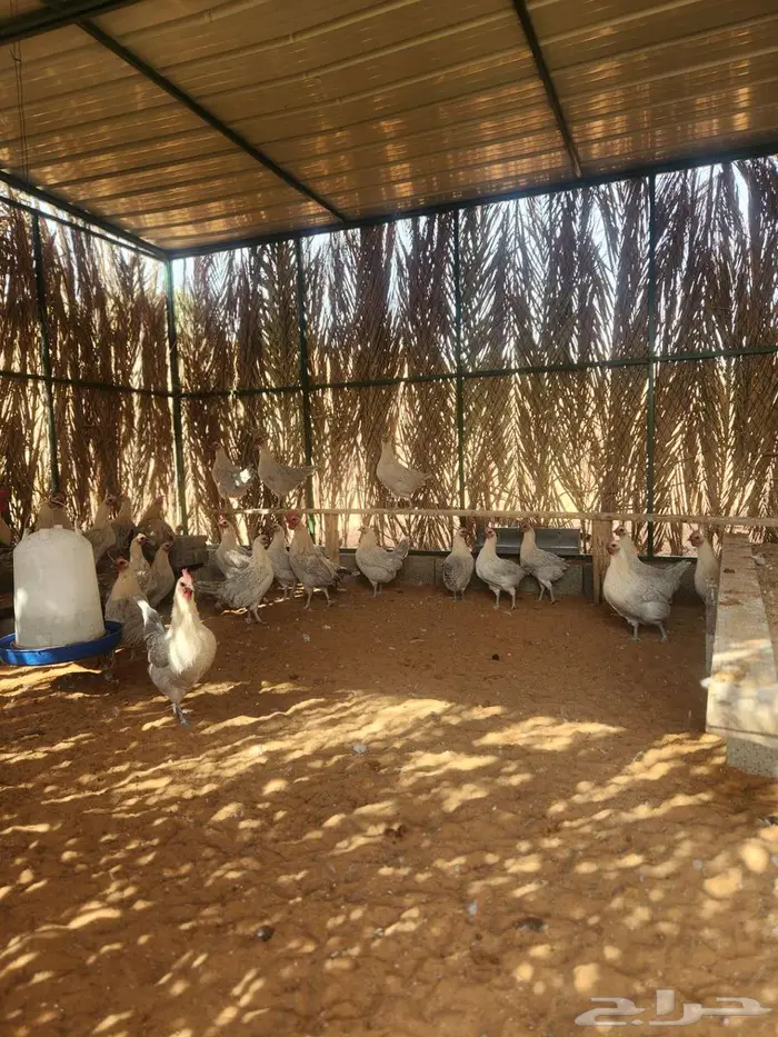 دجاج فيومي قولد بياض 0