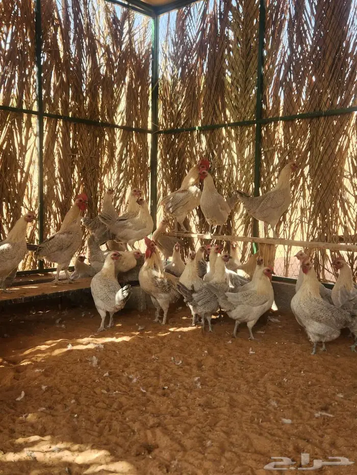 دجاج فيومي قولد بياض 1