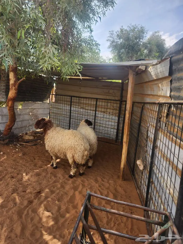 رخال نعيم فاخره 3