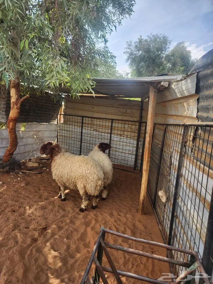 رخال نعيم فاخره 1