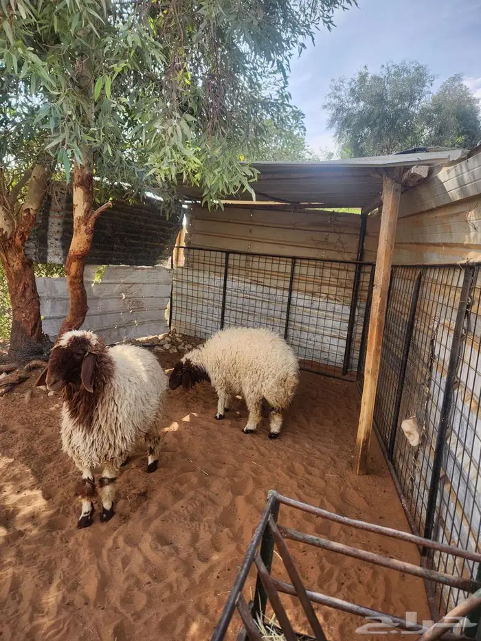 رخال نعيم فاخره 2