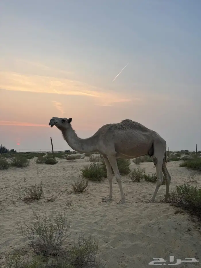 شقحاء عشرا تحتها بكره صفرا 2