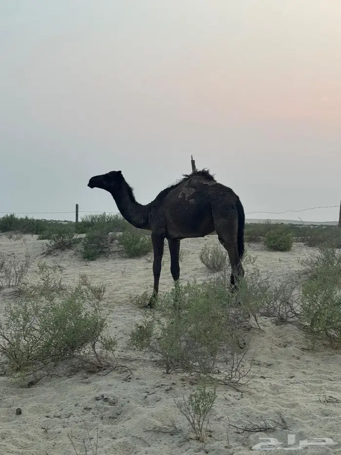 شقحاء عشرا تحتها بكره صفرا 1