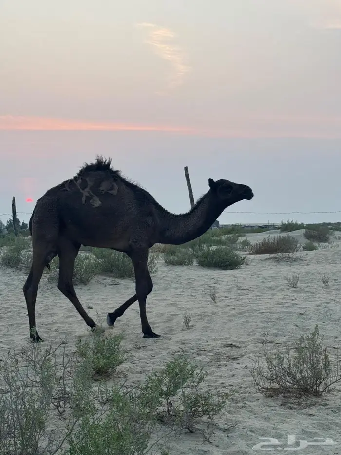 شقحاء عشرا تحتها بكره صفرا 0