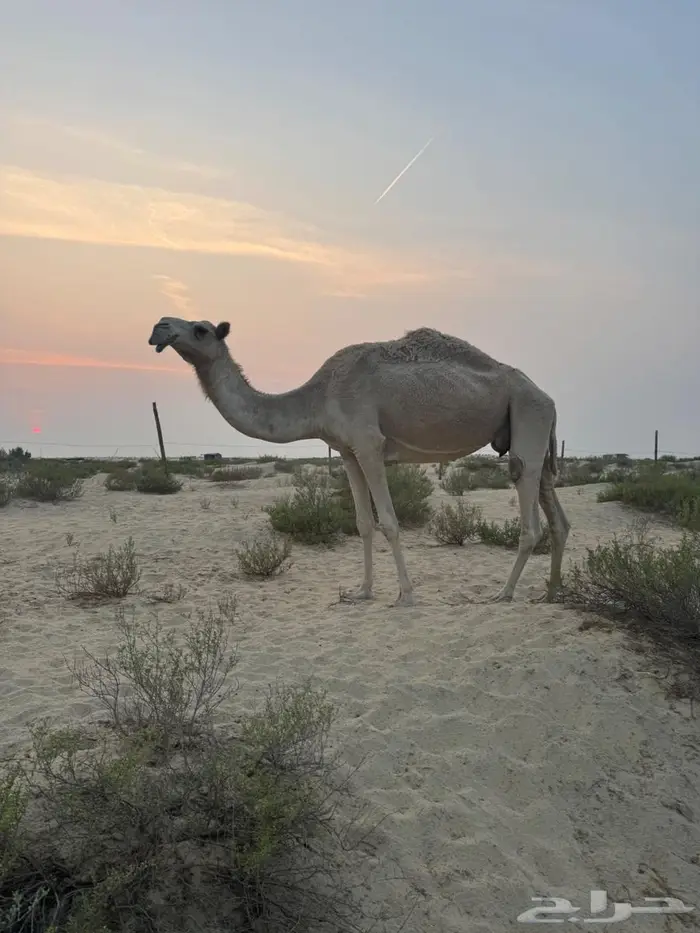 شقحاء عشرا تحتها بكره صفرا 3