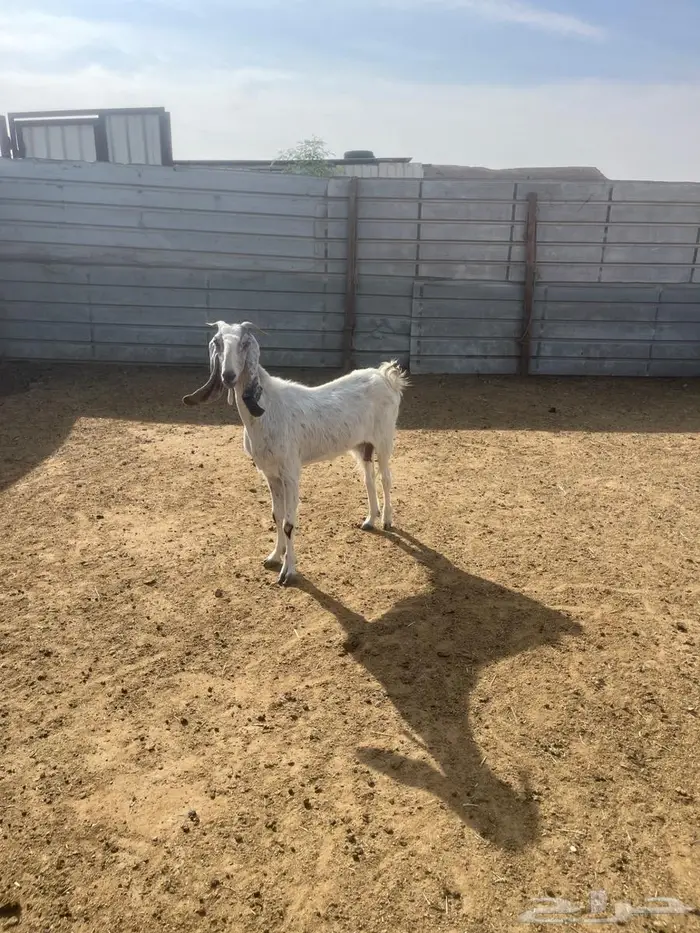 معزا العدد2 1