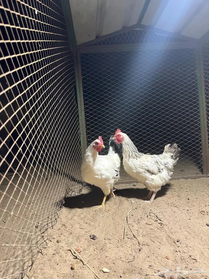 دجاج فرنسي كولمبي 0