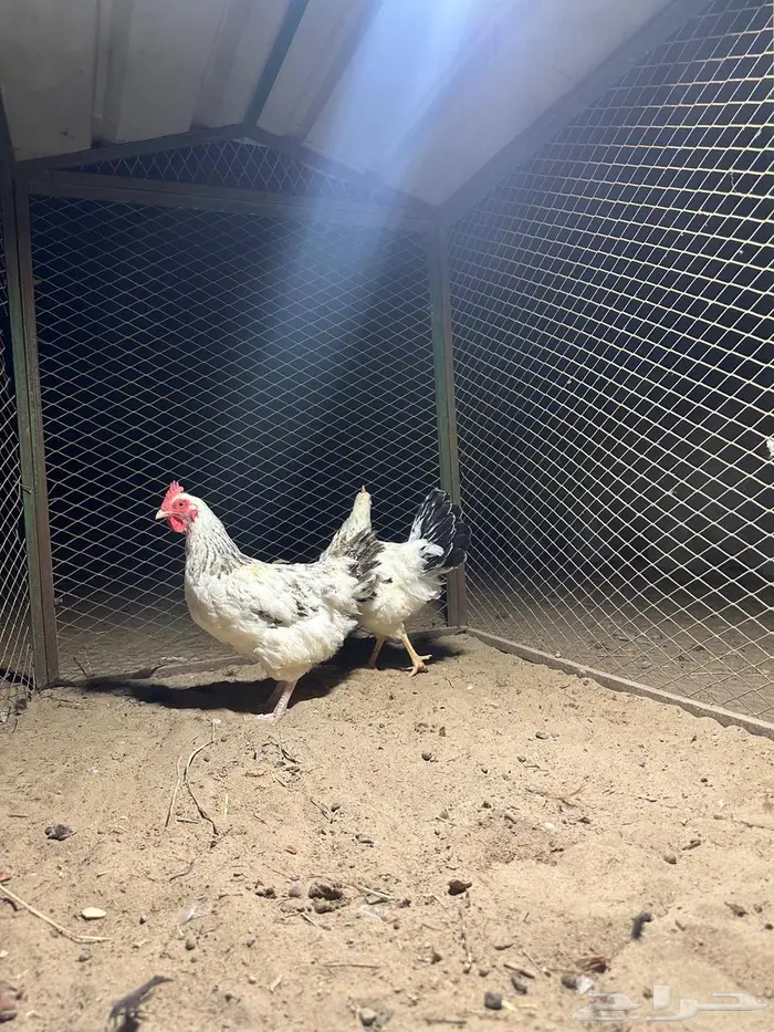 دجاج فرنسي كولمبي 1