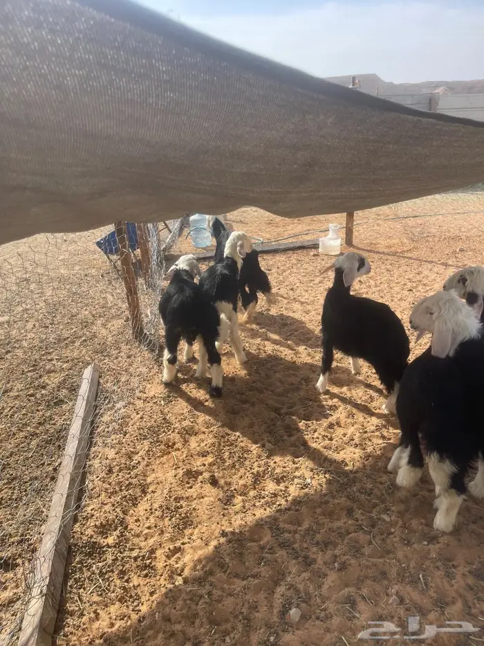 بهم نعيم ونجد 4