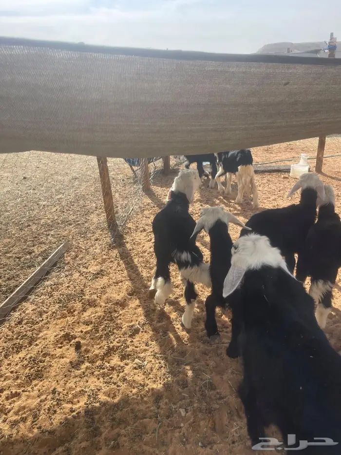 بهم نعيم ونجد 5