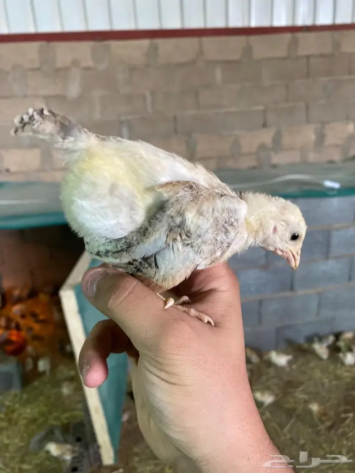 صيصان بلدي 6