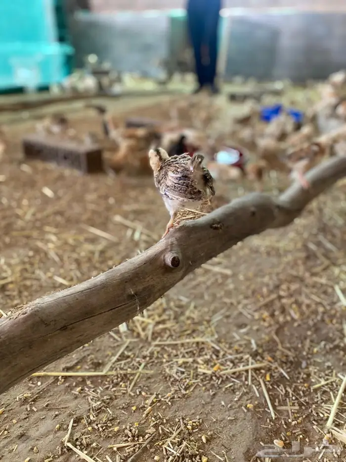 صيصان بلدي 2