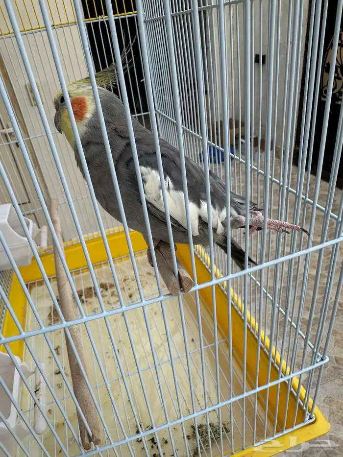 كروان اليف ومتكلم 0