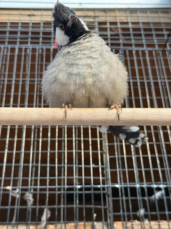 ذكر بلبل عربي 0