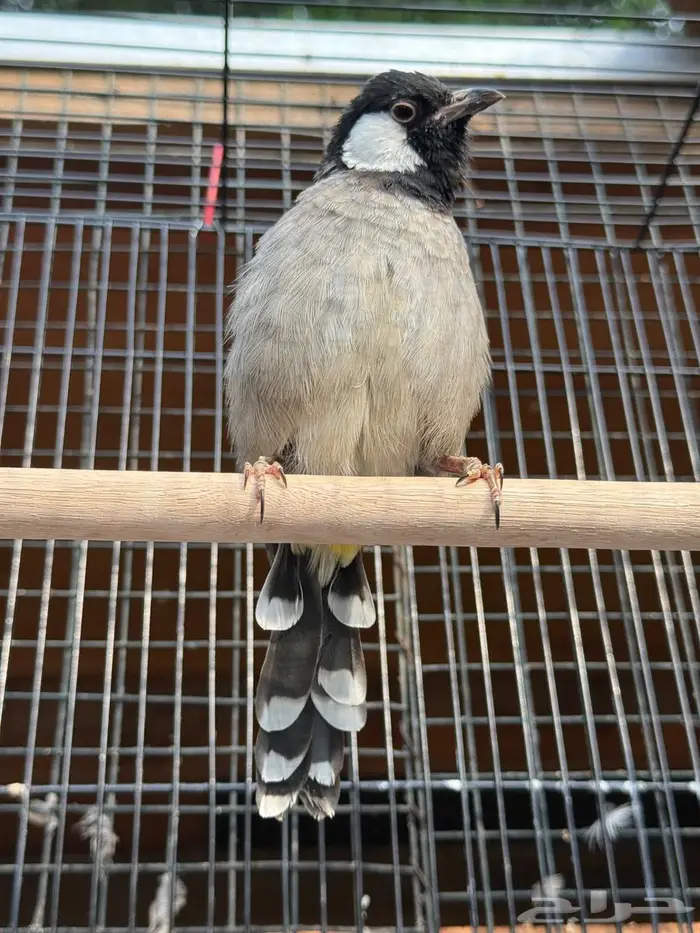 ذكر بلبل عربي 1