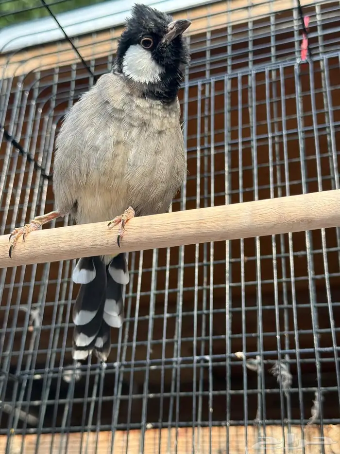 ذكر بلبل عربي 3