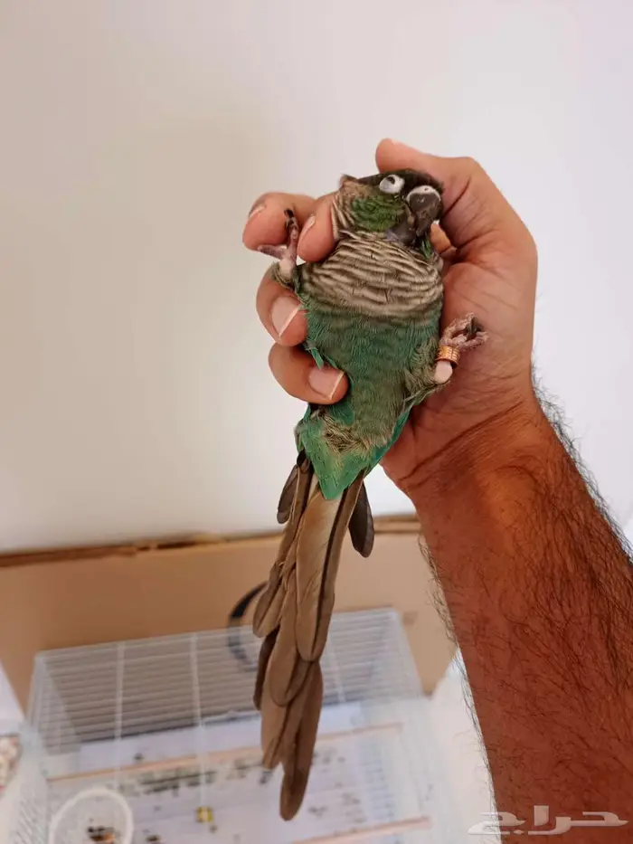 كنيور بلو شيك 1