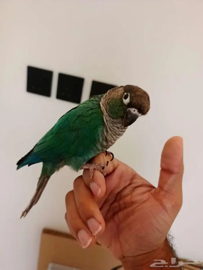 كنيور بلو شيك 3