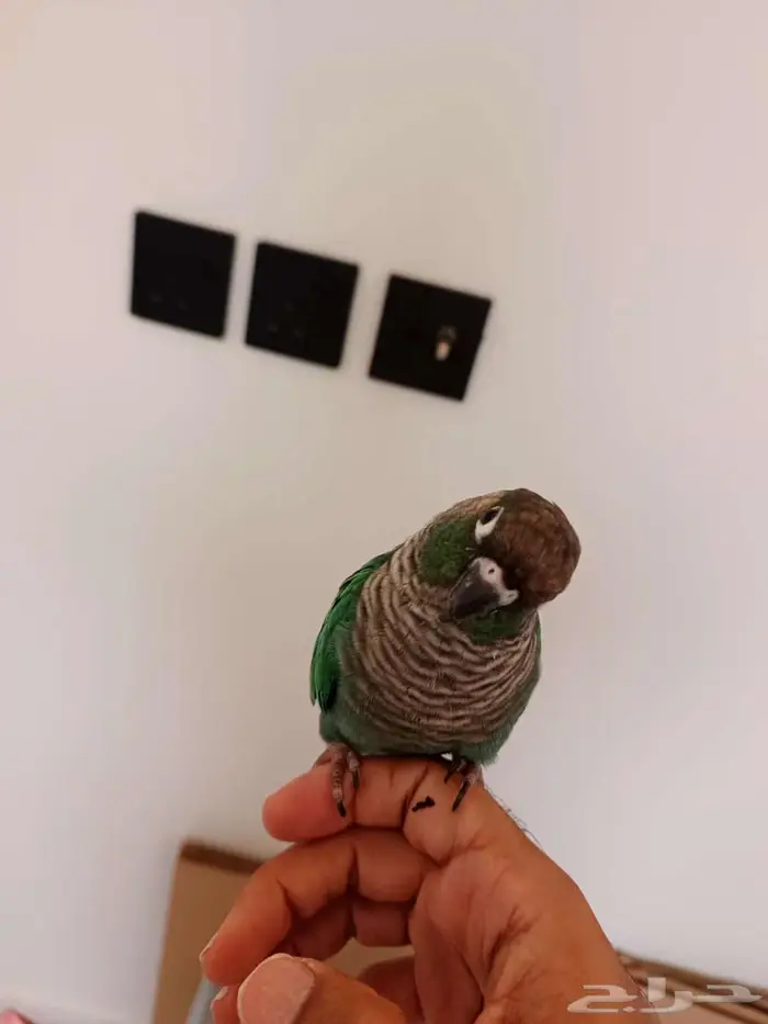 كنيور بلو شيك 6