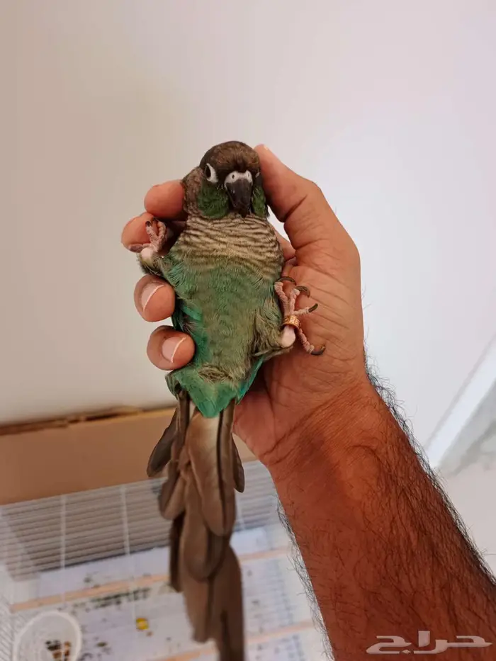 كنيور بلو شيك 4