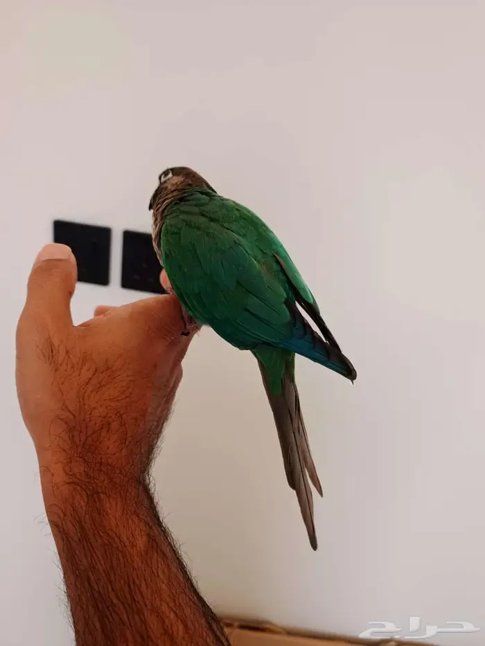 كنيور بلو شيك 5