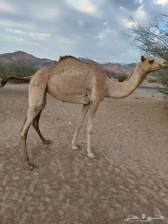 بكره للبيع 0