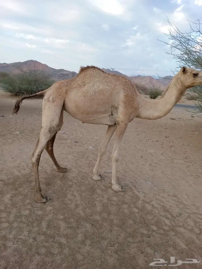 بكره للبيع 2