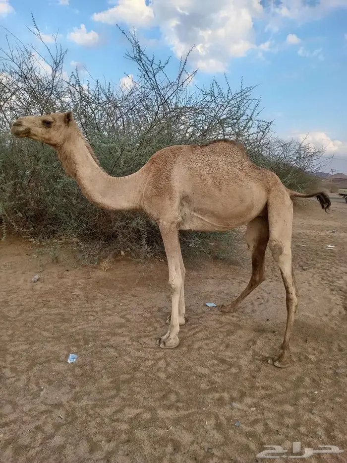 بكره للبيع 1