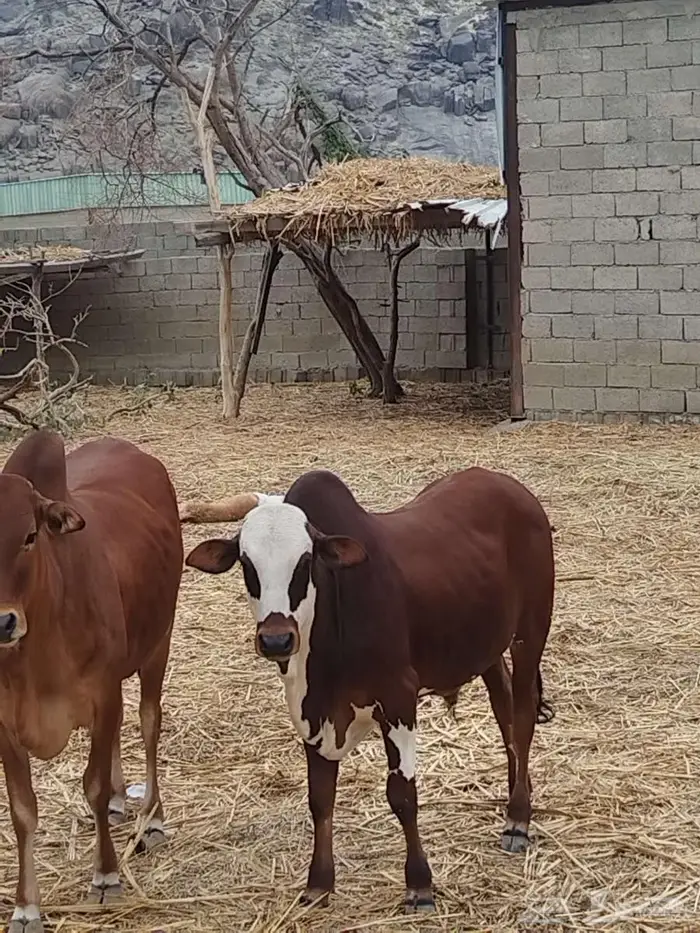 حسلان بلدي للبيع 0