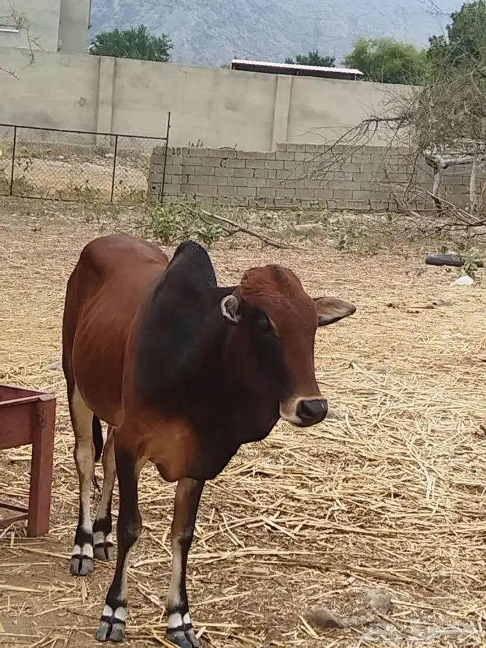 حسلان بلدي للبيع 2