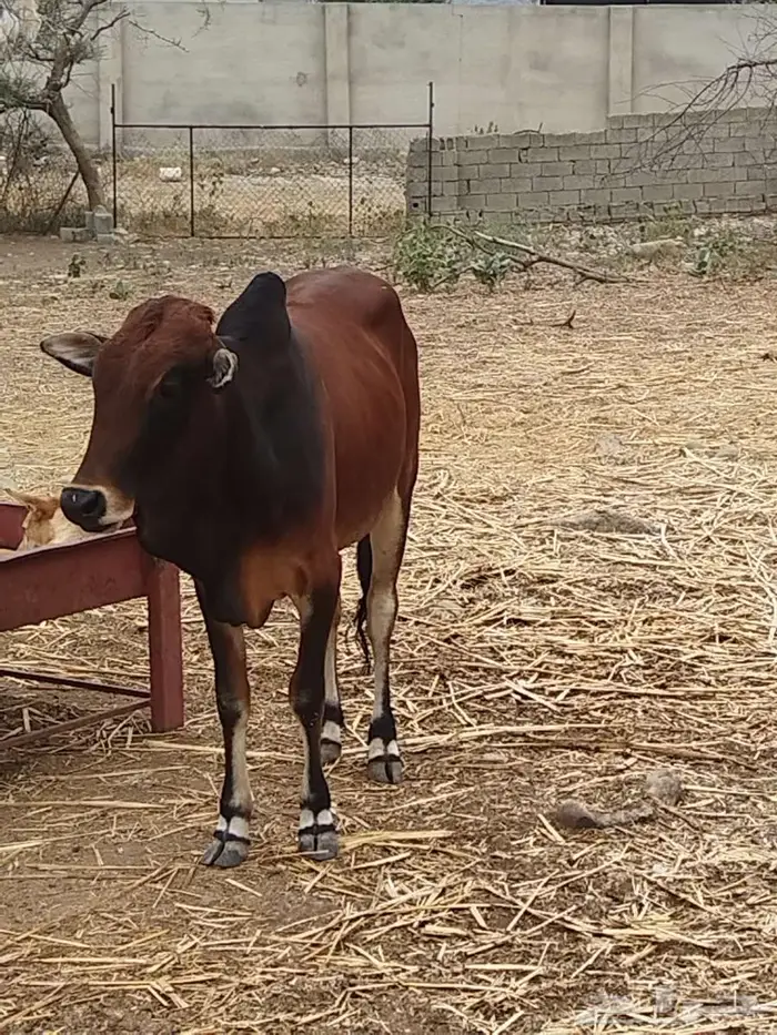 حسلان بلدي للبيع 1