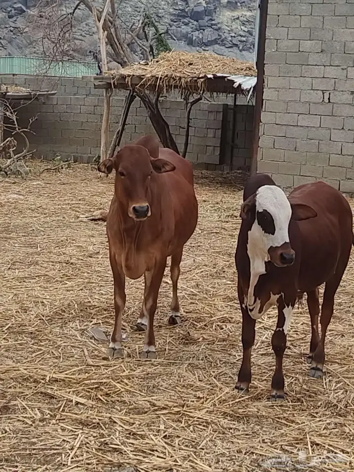 حسلان بلدي للبيع 3