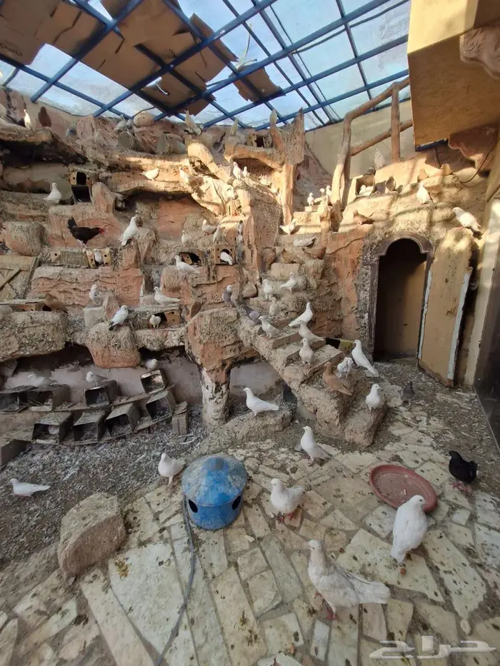 حمام فرنسي ومصري 3