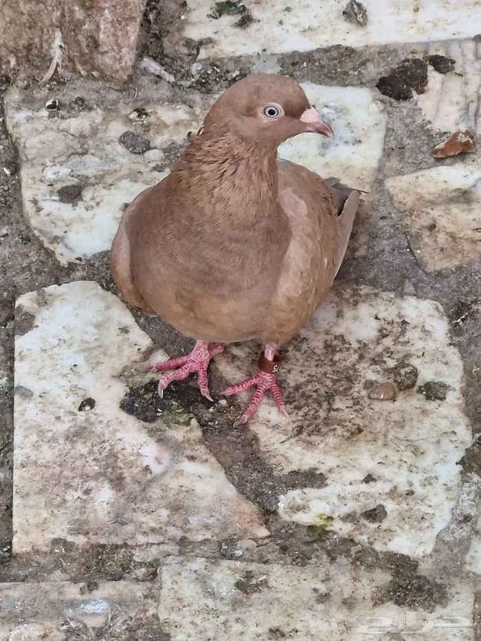 حمام فرنسي ومصري 4