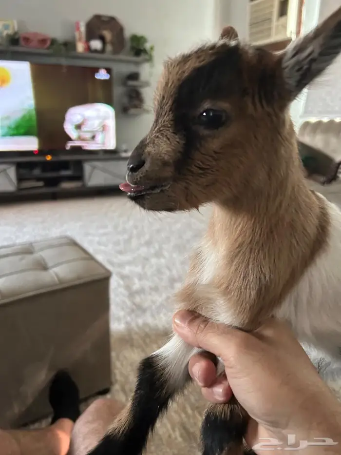 للبيع نوادر الماعز القزمي 1