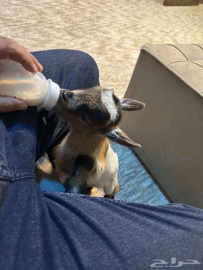 للبيع نوادر الماعز القزمي 2