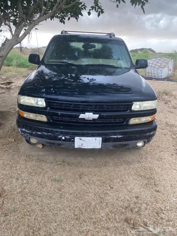 القنفذه القوز 0