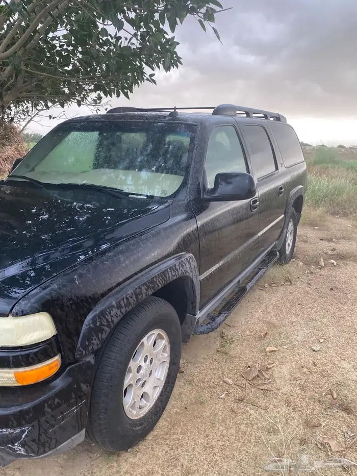 القنفذه القوز 1