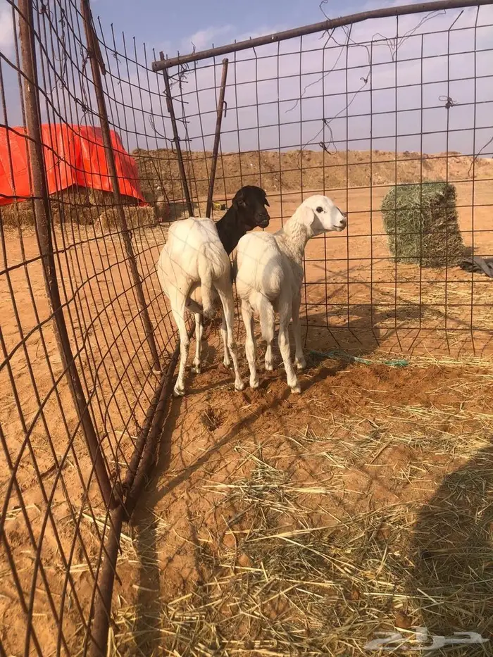 بربريه مع والدها 2