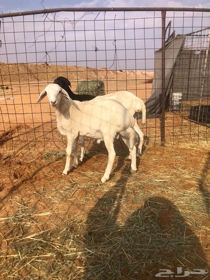 بربريه مع والدها 5