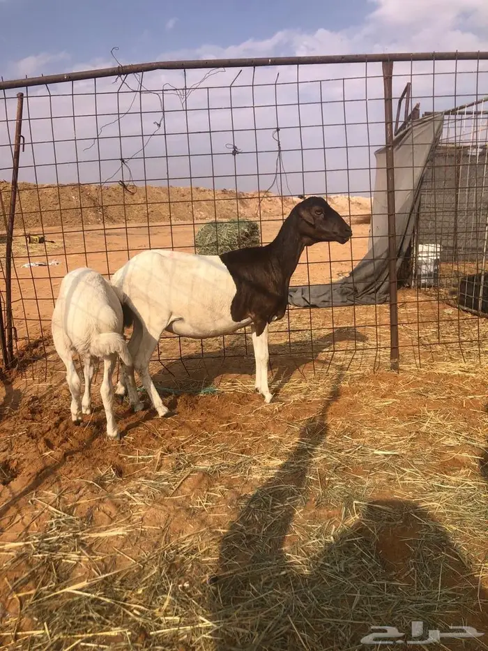 بربريه مع والدها 3