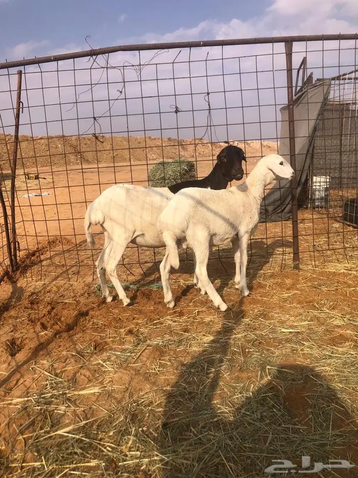 بربريه مع والدها 1