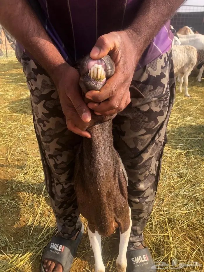 بربريه مع والدها 7