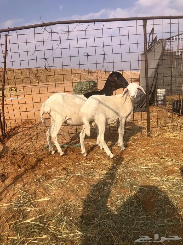 بربريه مع والدها 4