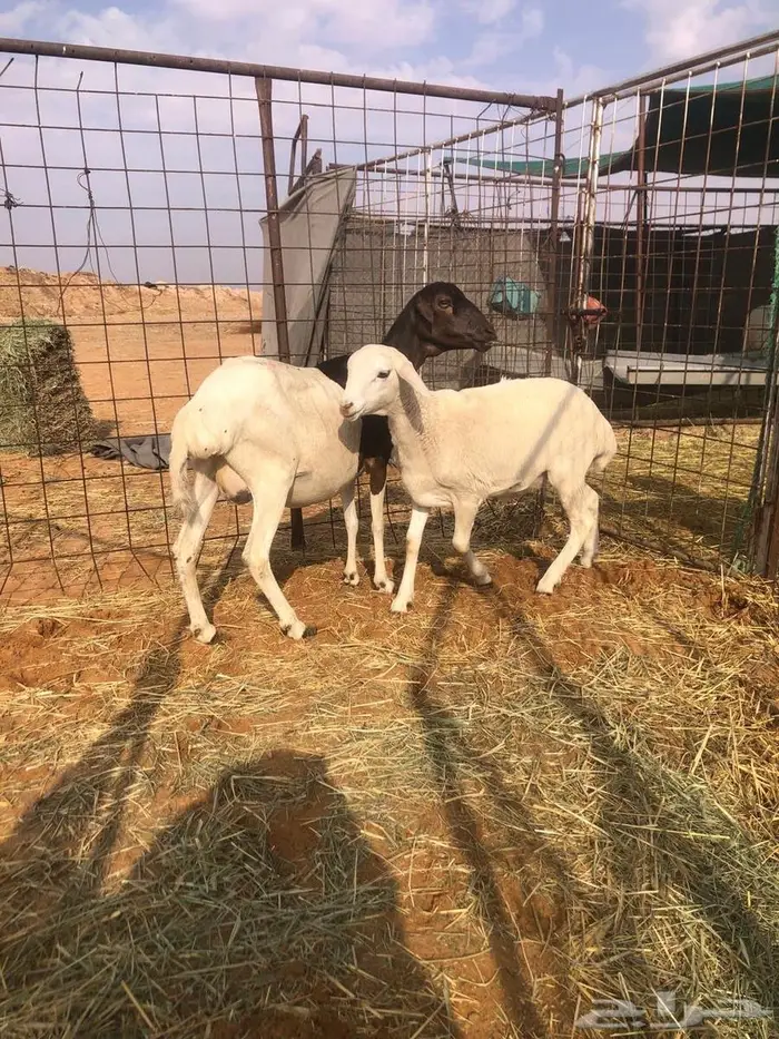 بربريه مع والدها 6