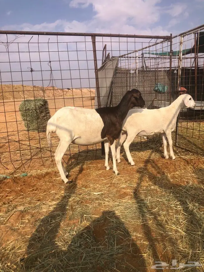 بربريه مع والدها 0